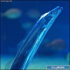 ブログランキング・にほんブログ村へ