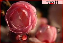 ブログランキング・にほんブログ村へ