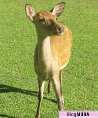 ブログランキング・にほんブログ村へ