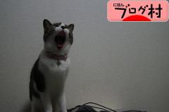 ブログランキング・にほんブログ村へ