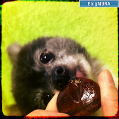 ブログランキング・にほんブログ村へ