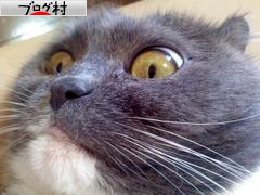 ブログランキング・にほんブログ村へ