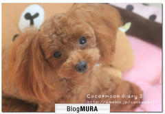 ブログランキング・にほんブログ村へ