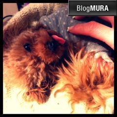 ブログランキング・にほんブログ村へ