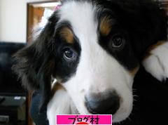 ブログランキング・にほんブログ村へ
