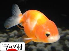 ブログランキング・にほんブログ村へ