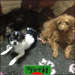 ブログランキング・にほんブログ村へ