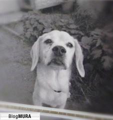 ブログランキング・にほんブログ村へ