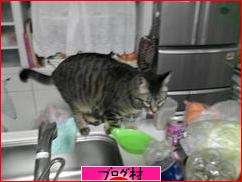 ブログランキング・にほんブログ村へ