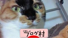 ブログランキング・にほんブログ村へ