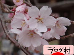 ブログランキング・にほんブログ村へ