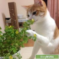 ブログランキング・にほんブログ村へ