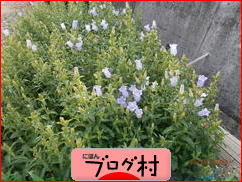 ブログランキング・にほんブログ村へ