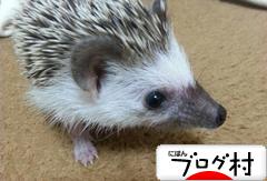 ブログランキング・にほんブログ村へ