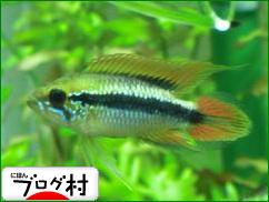 ブログランキング・にほんブログ村へ