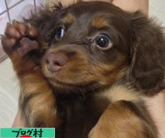 ブログランキング・にほんブログ村へ