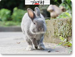 ブログランキング・にほんブログ村へ