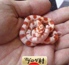 ブログランキング・にほんブログ村へ