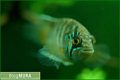 ブログランキング・にほんブログ村へ