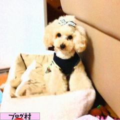 ブログランキング・にほんブログ村へ