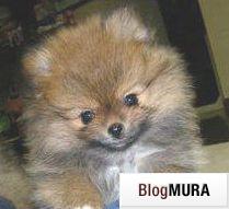 ブログランキング・にほんブログ村へ