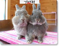 ブログランキング・にほんブログ村へ