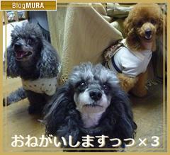 ブログランキング・にほんブログ村へ