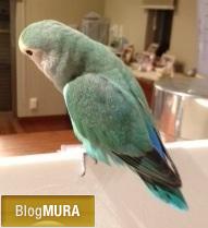 ブログランキング・にほんブログ村へ