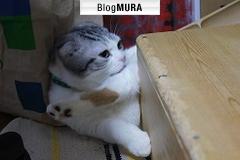 ブログランキング・にほんブログ村へ
