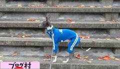 ブログランキング・にほんブログ村へ