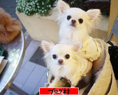 ブログランキング・にほんブログ村へ