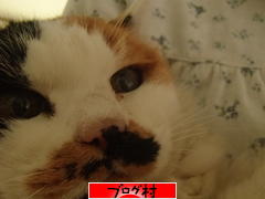 にほんブログ村ブログランキング参加用リンク一覧