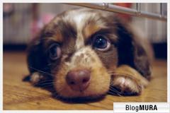 ブログランキング・にほんブログ村へ