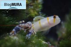 ブログランキング・にほんブログ村へ