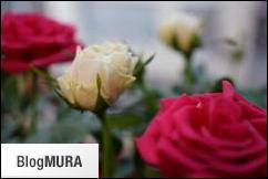 ブログランキング・にほんブログ村へ