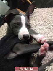 ブログランキング・にほんブログ村へ