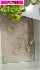 ブログランキング・にほんブログ村へ