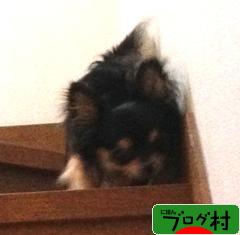 ブログランキング・にほんブログ村へ