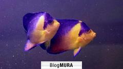 ブログランキング・にほんブログ村へ