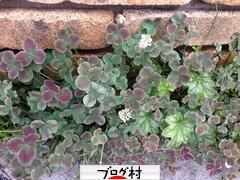 ブログランキング・にほんブログ村へ