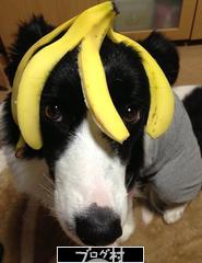 ブログランキング・にほんブログ村へ