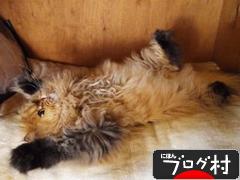 ブログランキング・にほんブログ村へ