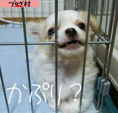 ブログランキング・にほんブログ村へ