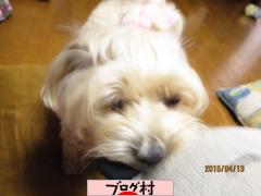 ブログランキング・にほんブログ村へ