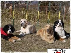 ブログランキング・にほんブログ村へ