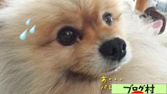 ブログランキング・にほんブログ村へ