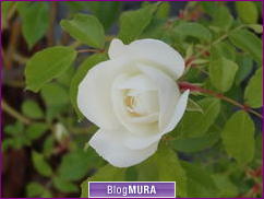 ブログランキング・にほんブログ村へ