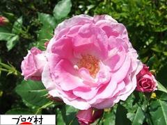 ブログランキング・にほんブログ村へ