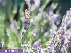 ブログランキング・にほんブログ村へ