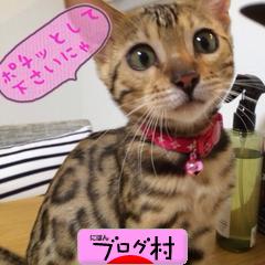 ブログランキング・にほんブログ村へ